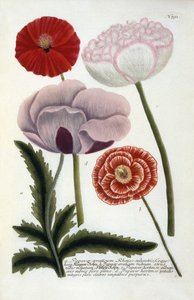 Papaver, from Johann Wilhelm Weinmann